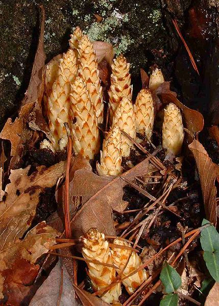 Conopholis americana